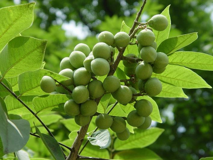 Sapindus Mukorossi SEEDS Soap Nut Soapberry Seeds